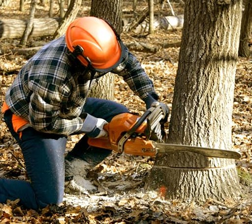 Tree Removal in Mcguffey, OH